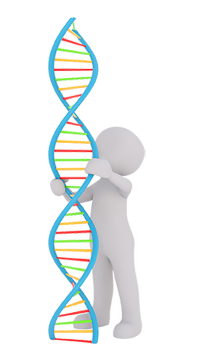 model of DNA